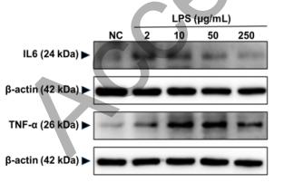 TNF alpha Antibody - Fig.