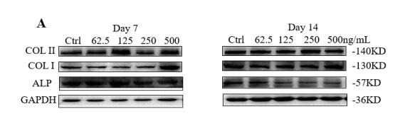 Collagen I Antibody - Figure 5.
