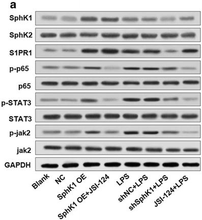NF-kB p65 Antibody - Fig.