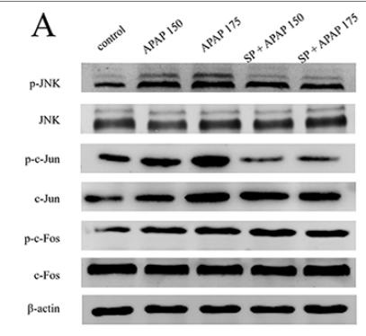 Phospho-JNK1/2/3 (Thr183+Tyr185) Antibody - FIGURE 2 | Activation of JNK signaling pathway under different dosages of APAP.
