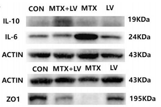 IL6 Antibody - Fig.