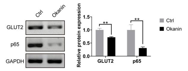 GAPDH Antibody - Fig.