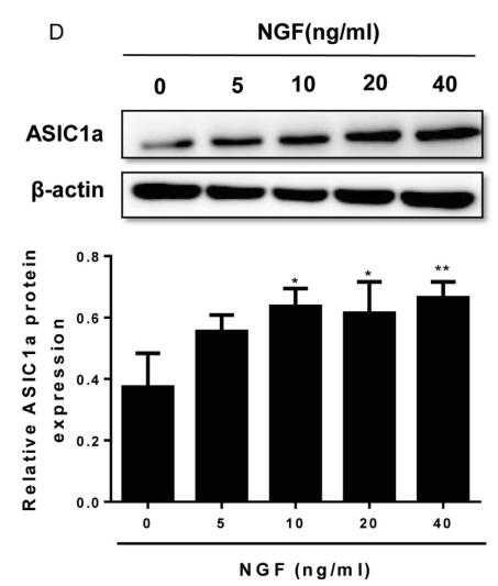 beta Actin Antibody - Fig.