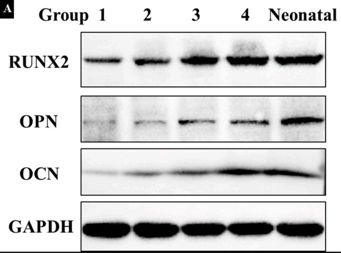 Osteocalcin Antibody - Figure 6.