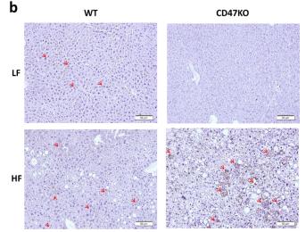 IL6 Antibody - Figure S2.