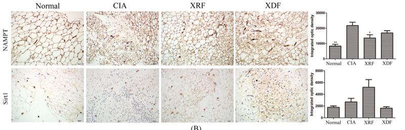 SirT1 Antibody - FIGURE 6 |Effects of xanthone-rich fraction (XRF) and xanthone-deprived fraction (XDF) on protein expressions in rats.