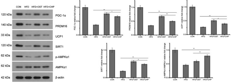 AMPK alpha Antibody - Figure 4.