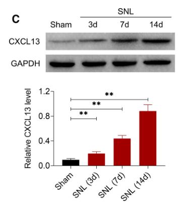 GAPDH Antibody - Fig.