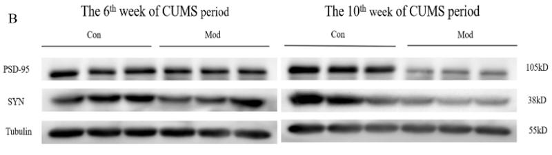 PSD95 Antibody - Figure 4.