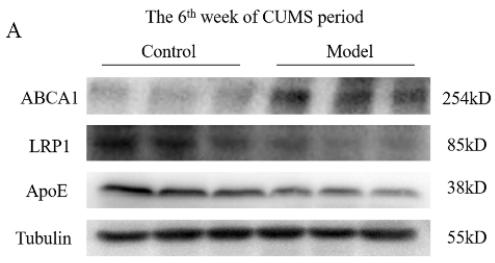 Tubulin alpha Antibody - Figure 7.