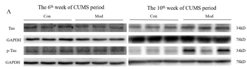 GAPDH Antibody - Figure 4.