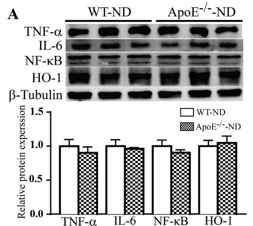 TNF alpha Antibody - Fig.