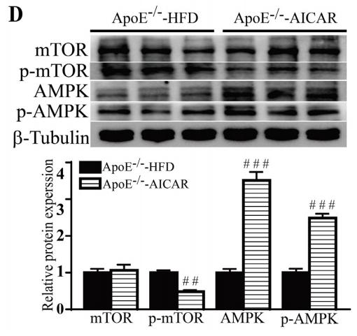 mTOR Antibody - Fig.