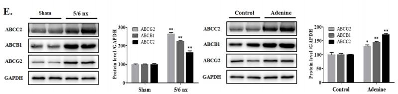 GAPDH Antibody - Fig.