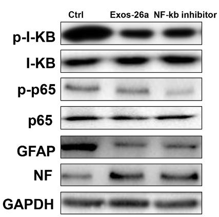 NF-kB p65 Antibody - FIGURE S3 | miR-26a-overexpressing exosomes exert a similar effect as an NF-κB inhibitor in promoting axonal regeneration and inhibiting astrogliosis.