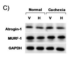 GAPDH Antibody - Figure 6.