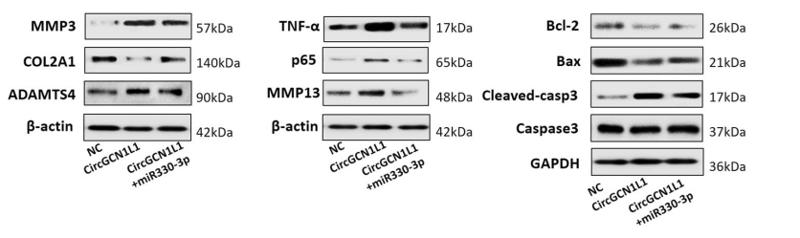 GAPDH Antibody - Fig.