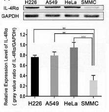 GAPDH Antibody - Figure 3.