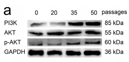 Phospho-AKT1/2/3 (Ser473) Antibody - Fig.