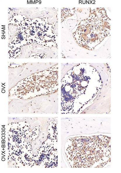 MMP9 Antibody - Figure 4.