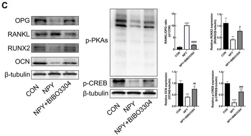 Osteocalcin Antibody - Figure 5.