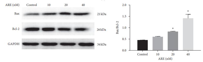 GAPDH Antibody - Figure 3:| 1e effect of ARE on proapoptotic protein expression and MMP.
