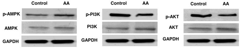 Phospho-AKT1/2/3 (Ser473) Antibody - Fig.