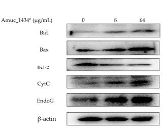 Bcl-2 Antibody - Figure 5.