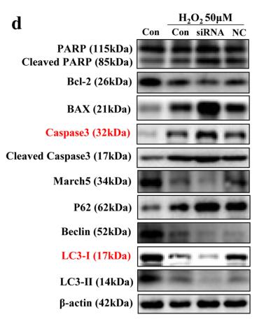 LC3A/B Antibody - Fig.