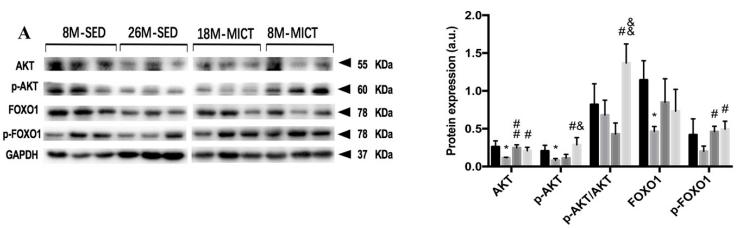 Phospho-AKT1/2/3 (Ser473) Antibody - Fig.