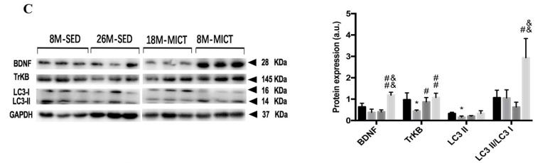 LC3A/B Antibody - Fig.