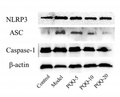 NLRP3 Antibody - Fig.