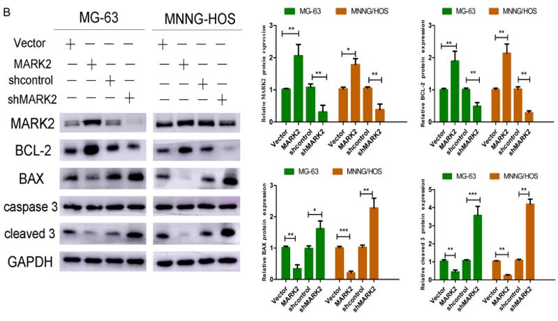 GAPDH Antibody - Figure 3.