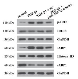 Phospho-IRE1 (Ser724) Antibody - Supplementary figure 2.
