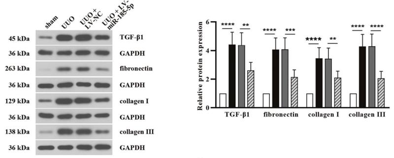 TGF beta 1 Antibody - Fig.