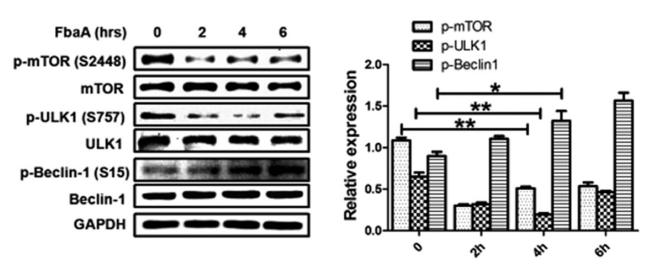 mTOR Antibody - FIG 7| FbaA induces autophagy by activating mTOR-ULK1–Beclin-1 signaling and the formation of Beclin-1–Vps34-Rab7 complexes.
