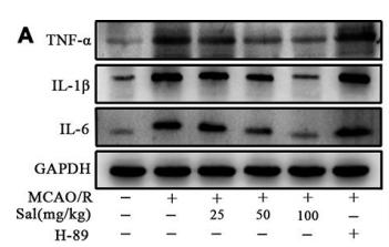 IL1 beta Antibody - Figure 7.