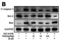 Bcl-2 Antibody - Figure 8.