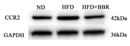 GAPDH Antibody - Fig.