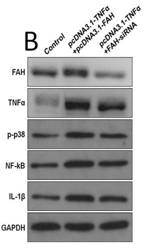 IL1 beta Antibody - Figure 4.