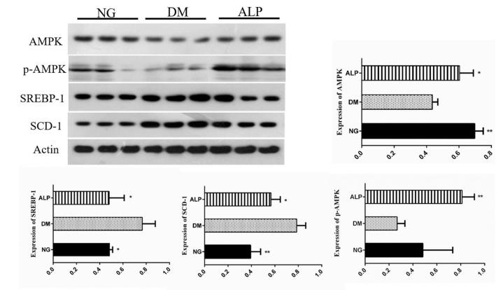 AMPK alpha Antibody - Fig.