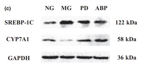 GAPDH Antibody - FIGURE 3|Effects of ABP on the protein expression of CYP7A1 and SREBP-1C in rat liver tissue.