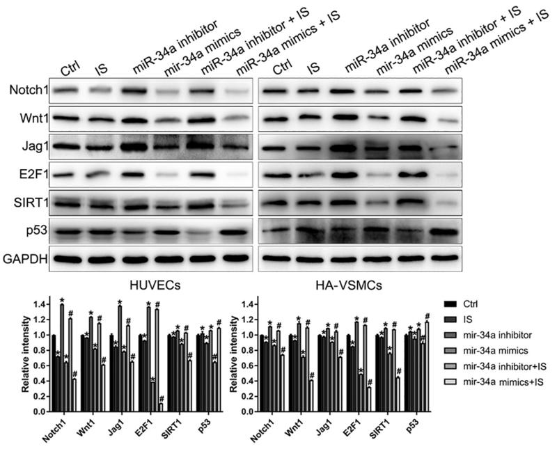 SirT1 Antibody - Fig.