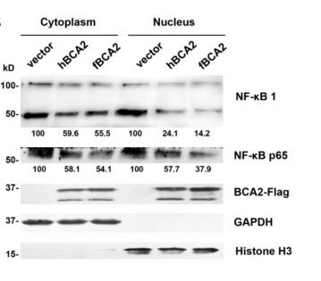 GAPDH Antibody - FIGURE 5 | Feline and human BCA2 restrict HIV-1 transcription by preventing HIV-1-induced activation of NF-κB.