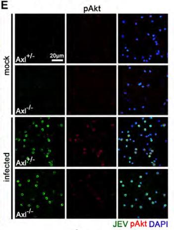Phospho-AKT1/2/3 (Ser473) Antibody - Fig.