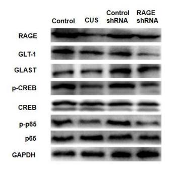 NF-kB p65 Antibody - Fig.