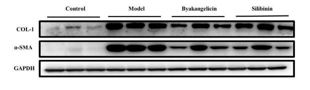 Collagen I Antibody - FIGURE 1|Byakangelicin treatment reduces carbon tetrachloride-induced liver fibrosis.