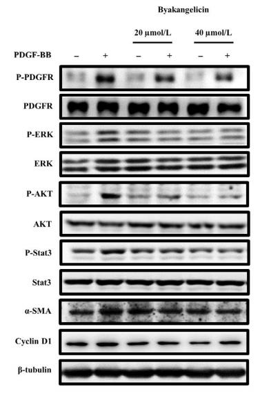 STAT3 Antibody - FIGURE 4|Byakangelicin inhibits the proliferation and activation of PDGF-induced hepatic stellate cell by inhibiting PDGFR/ERK,PDGFR/AKT, and PDGFR/Stat3.