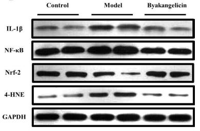 IL1 beta Antibody - FIGURE 2|Byakangelicin alleviates liver injury in a carbon tetrachloride-induced model.