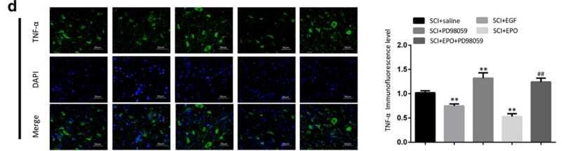 TNF alpha Antibody - Fig.